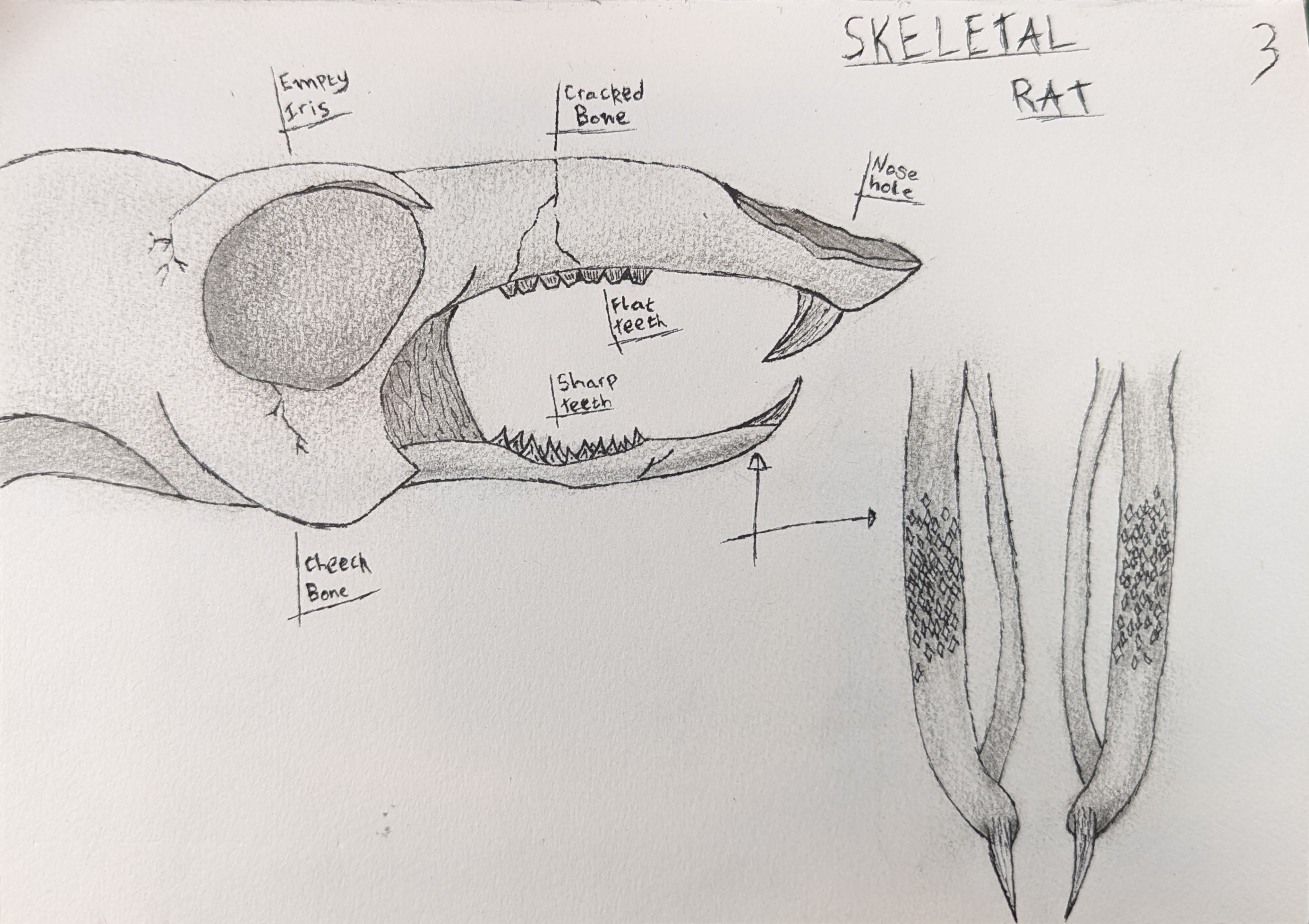 Skeletal Rat design sketch