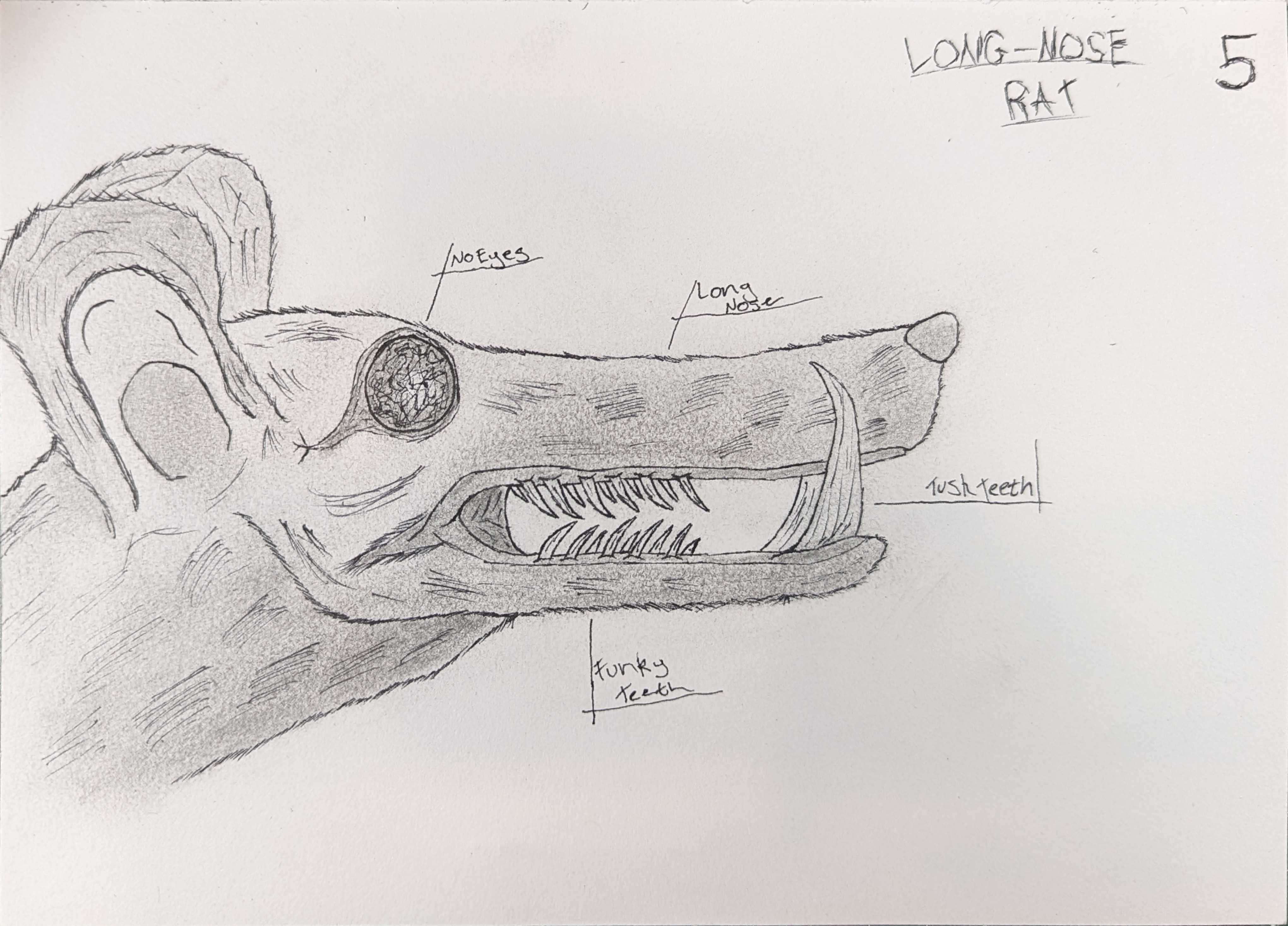 Long-Nose Rat design sketch